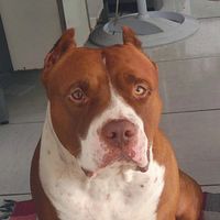apollo.monster