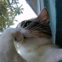 flowerflowerflowerfl