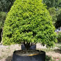 Biệt Tri Kỷ