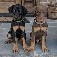 เสียงต้นฉบับ - DobermanCouple