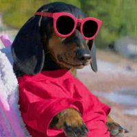 _doguinhodosteclados