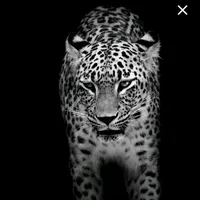 original sound - taher_alhajri