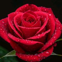 roksana.begum2587