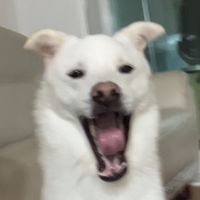 susoo.pp
