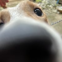 original sound - iconicmusics