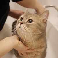 553cat
