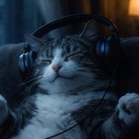music.cat515