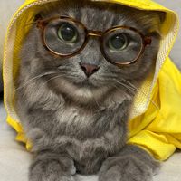 original sound - Sorayya the Diva Cat & Mader