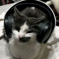 оригинальный звук