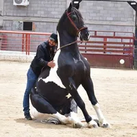 original sound - joeltalavera