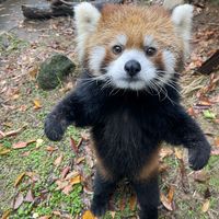 suara asli - Aldooroobob