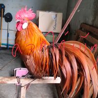 เสียงต้นฉบับ - อัด คอกไก่บ้านๆ