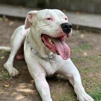 dogoarglebron