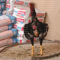 оригинальный звук