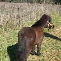 alis._.ponies