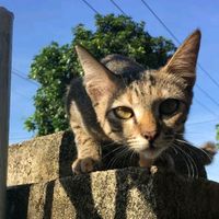 suara asli