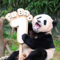 nhạc nền - Jennie Panda