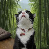 hai.ii24