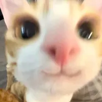 Love is an open door