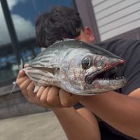 a.pfishing11