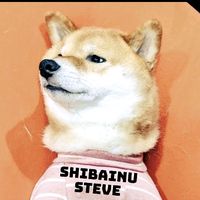 shibainu_steve