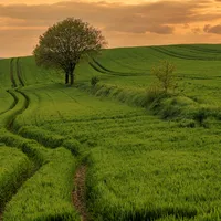 original sound - batorol_