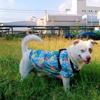 เสียงต้นฉบับ - gift🐶🍋