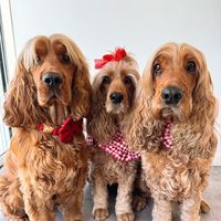 threegoldenbears