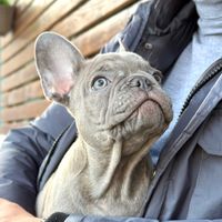 zuluthefrenchie