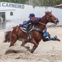 caio.honorato11