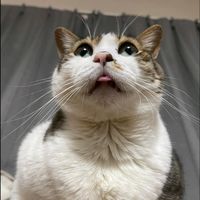 オリジナル楽曲 - ベロねこ マメ
