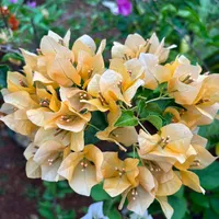 original sound - nonaa_0033