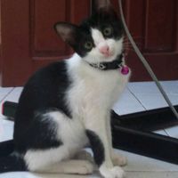 suara asli - bielmiel0117