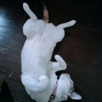 meow26_