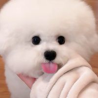fluffball_hub