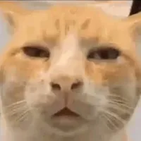 original sound - sillycattos_