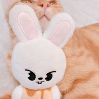 stay_no_onni