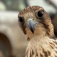 الصوت الأصلي