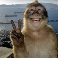 original sound - juliayqz