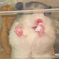 nhạc nền - blingbao