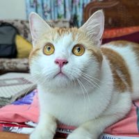 mitthi.the.meow.m
