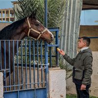libyahorses7