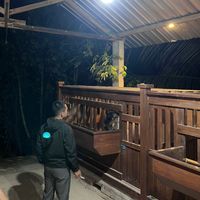 suara asli - Ipang putu