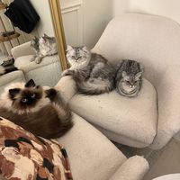yourfavcatmom