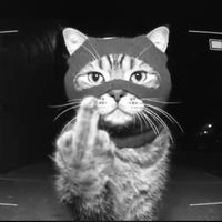 suara asli - DZ1