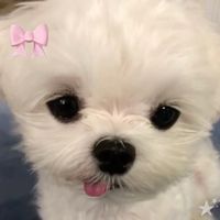 nhạc nền - rắn độc yêu đời
