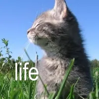 original sound - suffrti