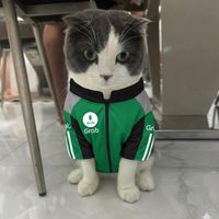 nhạc nền - rice meo meo