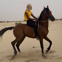 الصوت الأصلي