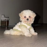 sirinatscltarnn